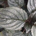 Strobilanthes alternata Fulla