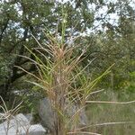 Brachypodium retusum Συνήθη χαρακτηριστικά