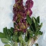 Salvia absconditiflora Цветок