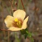 Schultesia guianensis Blüte