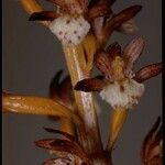 Corallorhiza maculata ফুল