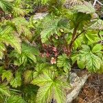 Ribes laxiflorum Flor