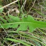 Cichorium intybus Leaf