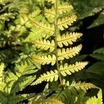 Dryopteris lepidopoda Yaprak