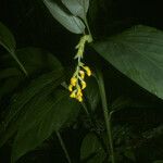 Globba schomburgkii Flor