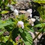 Galeopsis tetrahit Flor