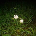 Crinum ornatum Hábito