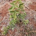 Searsia pyroides Plante entière
