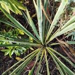 Yucca flaccida পাতা