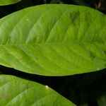 Anaxagorea dolichocarpa Leaf