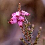 Erica ciliaris Flower