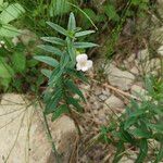 Gratiola officinalis Bark