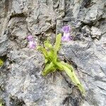 Pinguicula longifolia Flor
