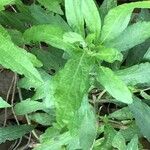 Leonotis leonurus Leaf