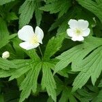 Anemonastrum canadense Flower