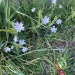 Stellaria palustrisКветка