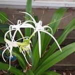 Hymenocallis fragrans Цветок