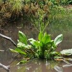 Alisma plantago-aquatica Habitat