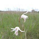 Eulophia trilamellata Flower