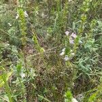 Euphrasia pectinata অভ্যাস