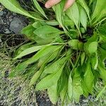 Limonium carolinianum Leaf