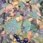 Cotoneaster acutifoliusFroito