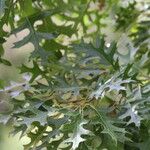 Quercus ellipsoidalis Leaf