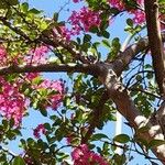 Lagerstroemia indica Bark