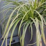 Carex morrowii 形態