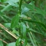 Lythrum hyssopifolia ᱥᱟᱠᱟᱢ