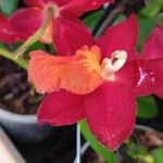 Cattleya wittigiana പുഷ്പം