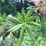 Rhododendron columbianum Hoja