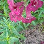 Penstemon barbatus Flor