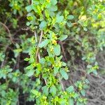 Muehlenbeckia hastulata Hoja
