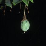 Passiflora laurifolia Fruit