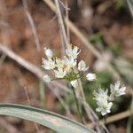 Allium subvillosum Virág