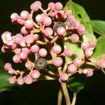 Miconia xalapensis Kvet