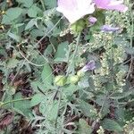 Malva moschata موطن