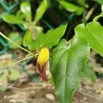 Aristolochia sempervirens Blomst