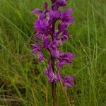 Anacamptis palustris Flor