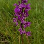 Anacamptis palustris Blomma