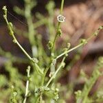 Dysphania atriplicifolia Прочее