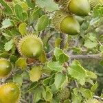 Quercus coccifera Fruit