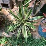 Agave lophantha Листок