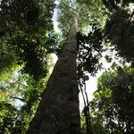 Celtis mildbraedii Rinde