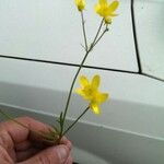 Ranunculus californicus Flor