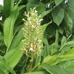 Alpinia galanga പുഷ്പം