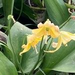 Erythronium tuolumnense 花