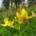 Lilium monadelphum Kvet