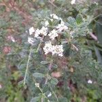 Lippia micromera Лист